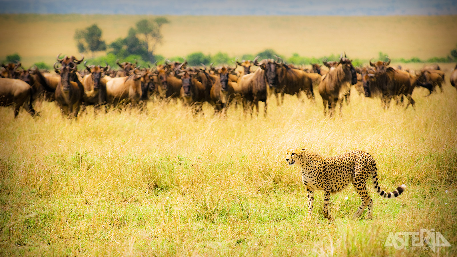Masai Mara staat vooral bekend om zijn grote groepen leeuwen, maar ook het jachtluipaard kun je hier tegen komen