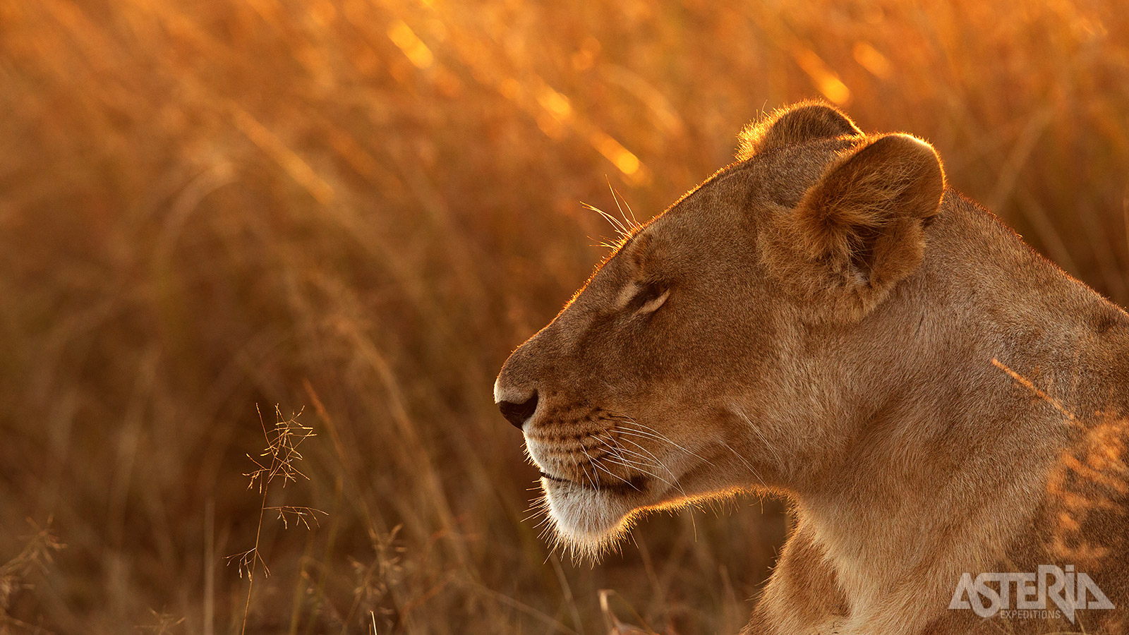 Het Masai Mara reservaat is een waar paradijs voor fotografen en natuurliefhebbers