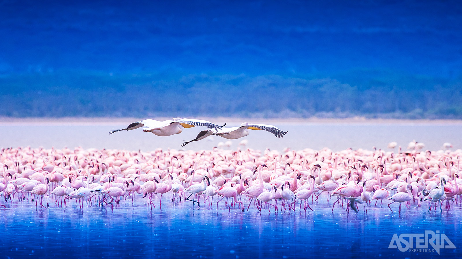 In Lake Nakuru Nationaal Park in Kenia leven duizenden roze flamingos en pelikanen