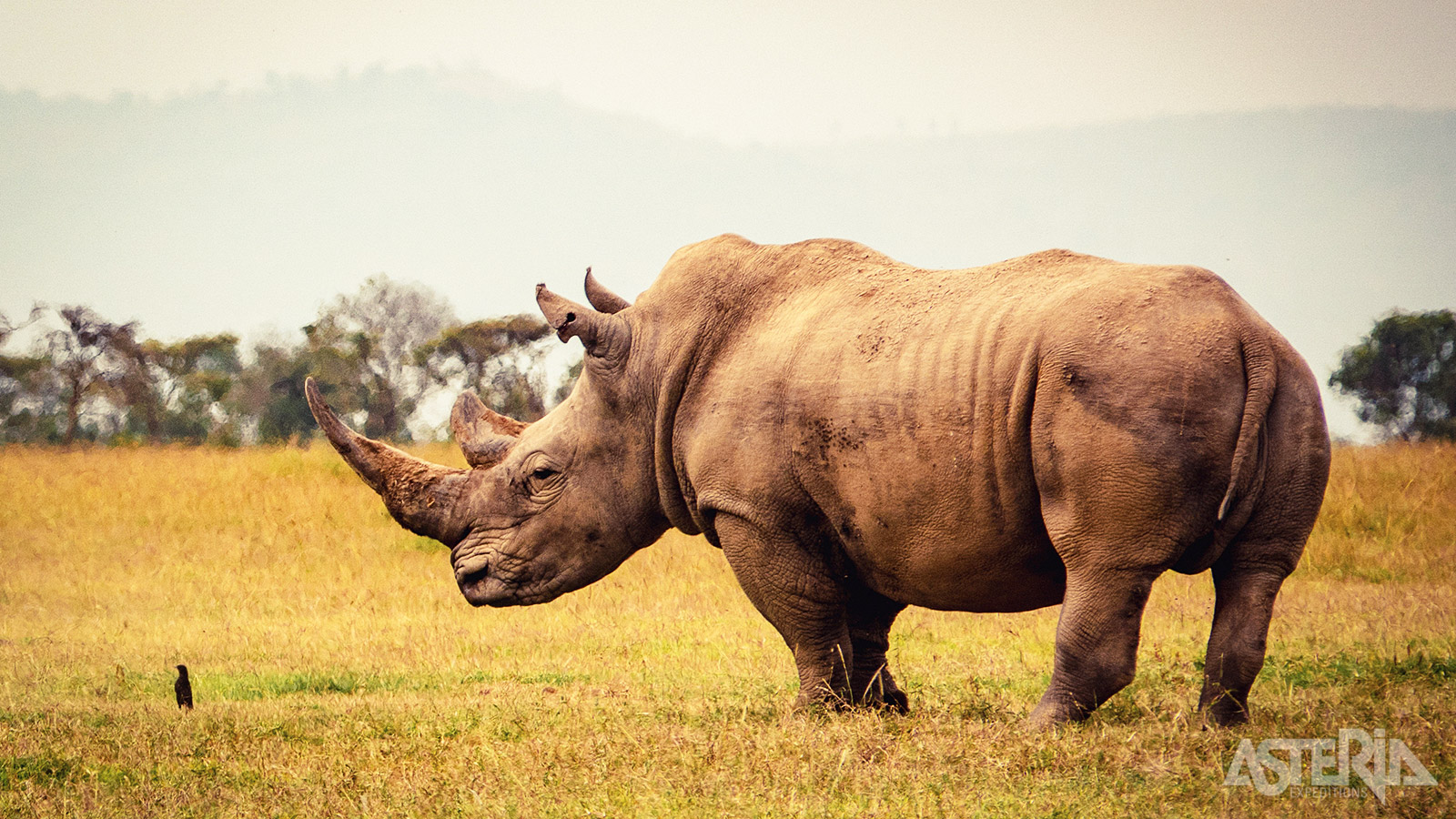 Ol Pejeta is de thuisbasis van de zeldzame witte neushoorn