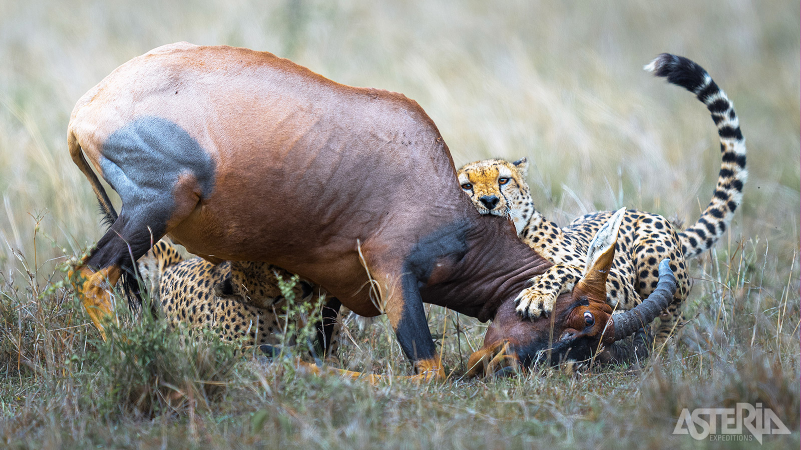 Masai Mara is één van de beste plekken ter wereld om roofdieren te zien zoals luipaarden en leeuwen
