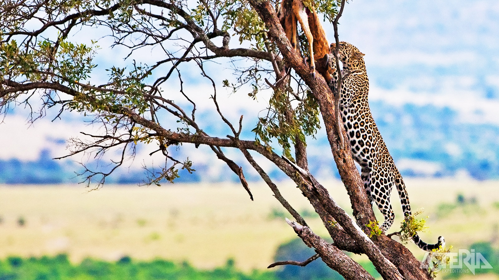 Luipaarden hangen hun prooi in bomen en struiken om deze te verbergen voor andere roofdieren zoals leeuwen en hyena’s