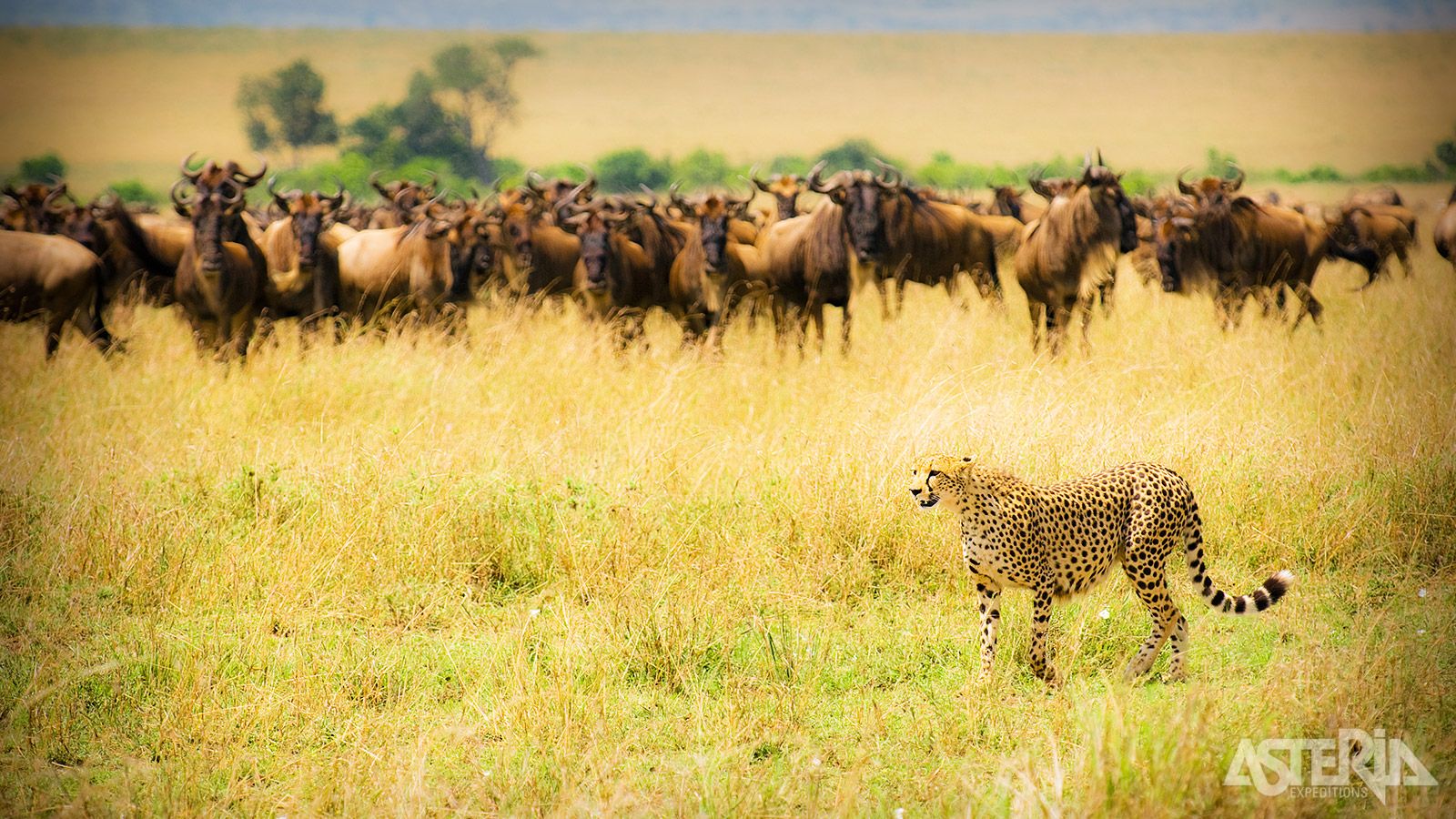 Masai Mara is één van de beste plekken ter wereld om roofdieren te zien zoals luipaarden en leeuwen