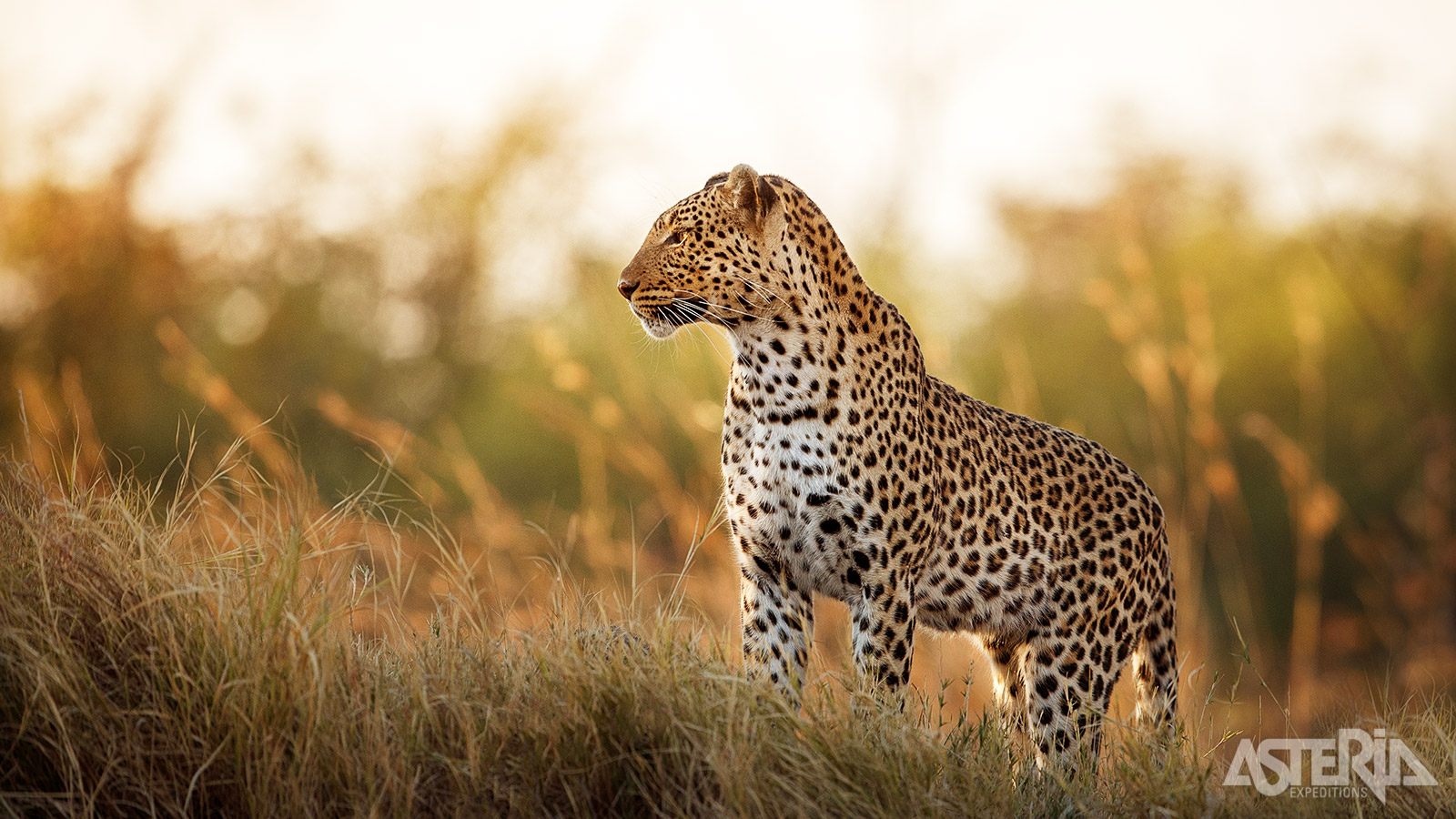 Masai Mara staat bekend om de Big Five en tal van andere dieren