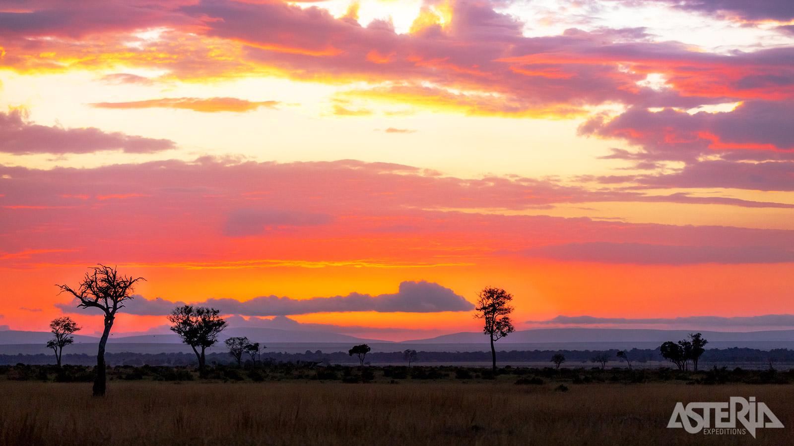 Safari’s bij zonsopgang en -ondergang zijn magisch met koelere temperaturen, zachter licht & dieren in actie