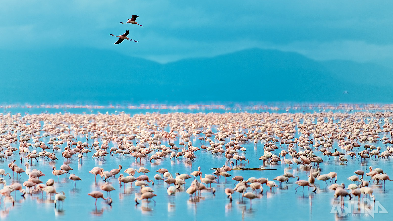 Het zoute, ondiepe Lake Nakuru is perfect voor flamingo’s en andere watervogels