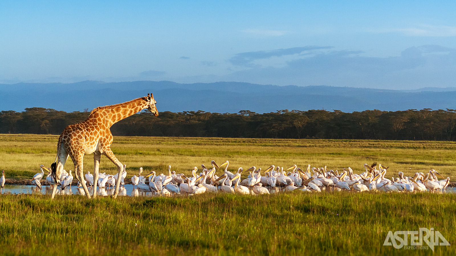 Lake Nakuru National Park is één van de belangrijkste beschermingsgebieden voor de Rothschildgiraf