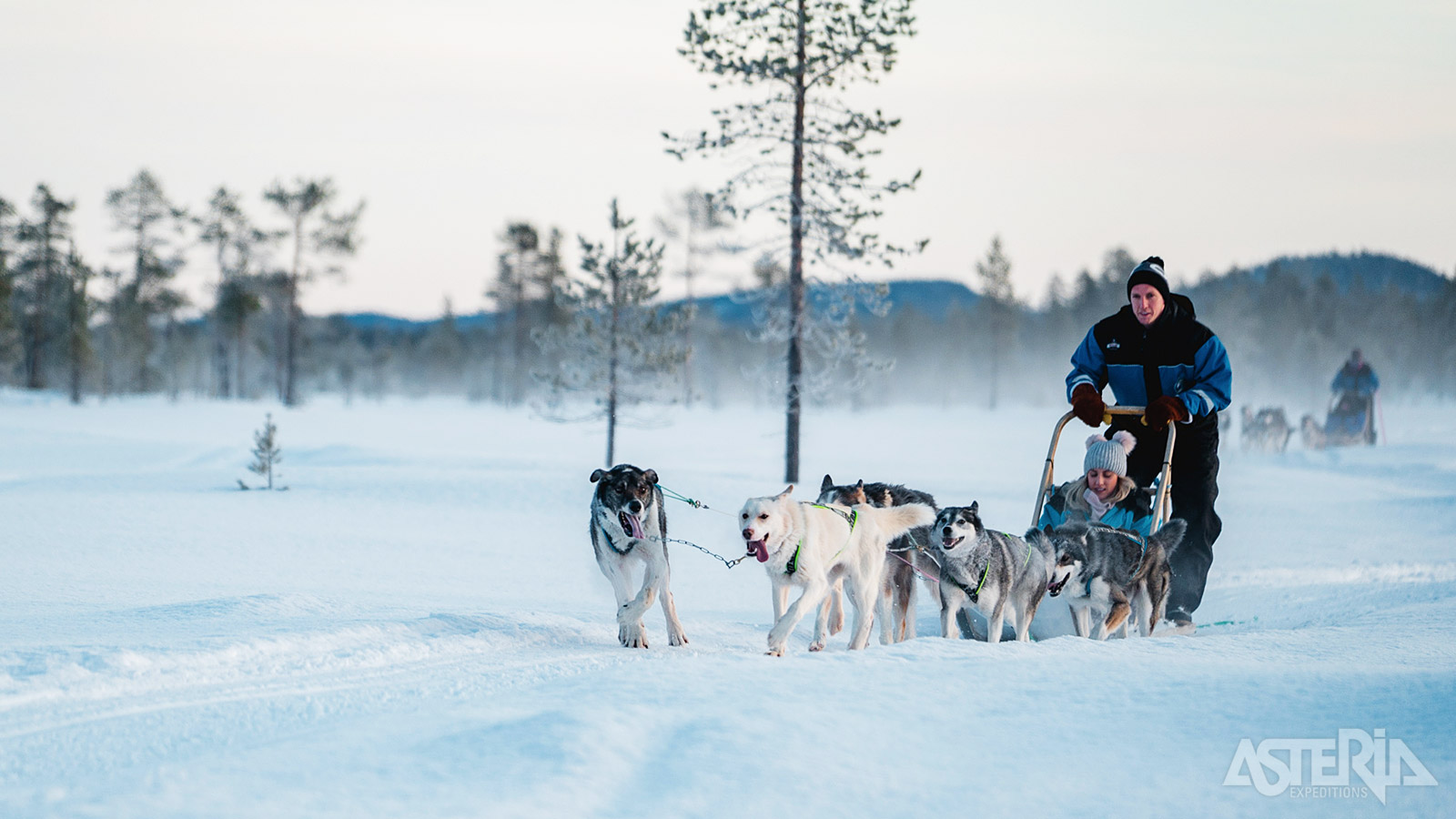 Tijdens een huskytocht maak je kennis met de echte energiebommetjes van Lapland: de husky’s