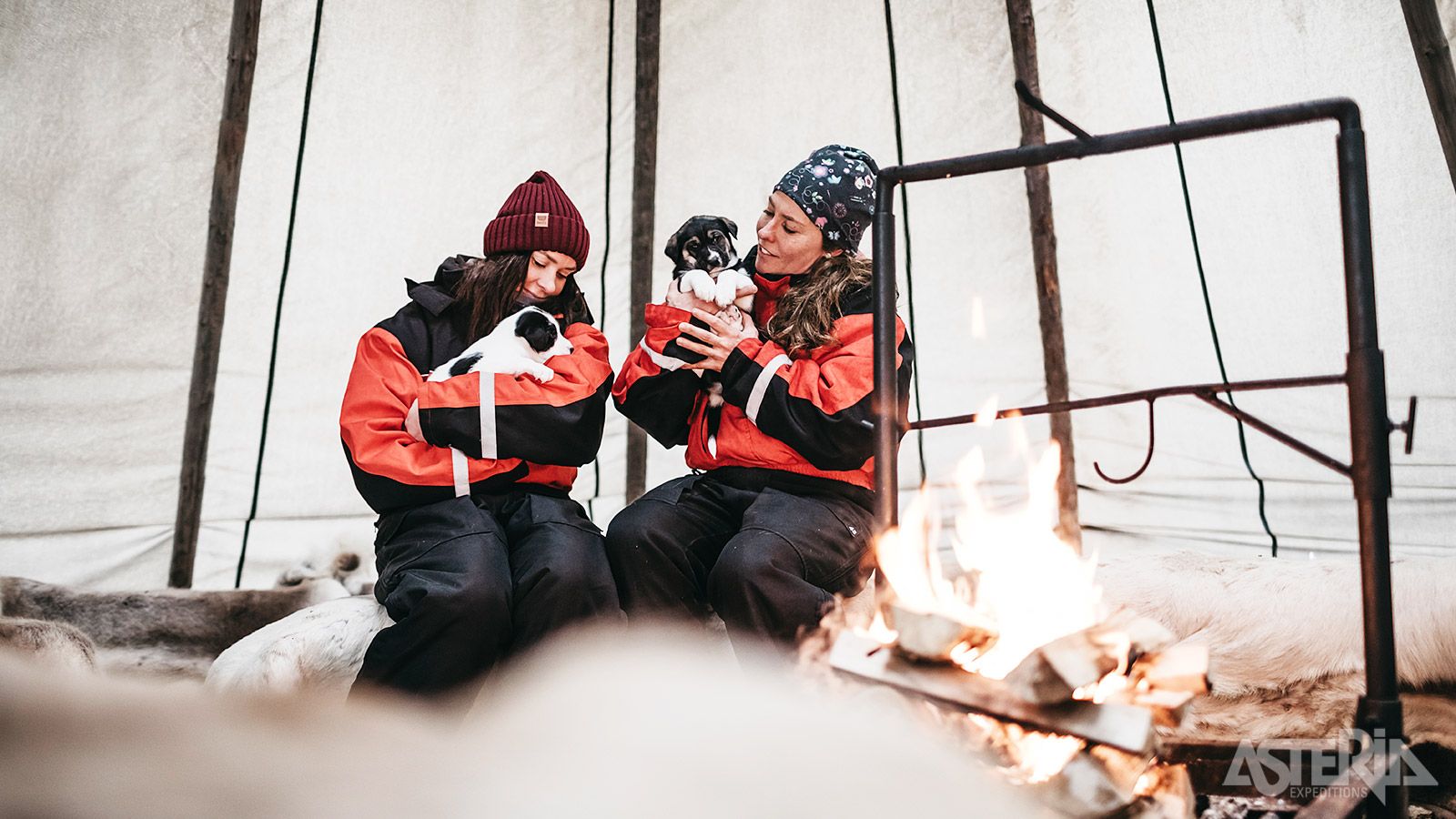 Maak kennis met de jonge hondjes op de huskyboerderij