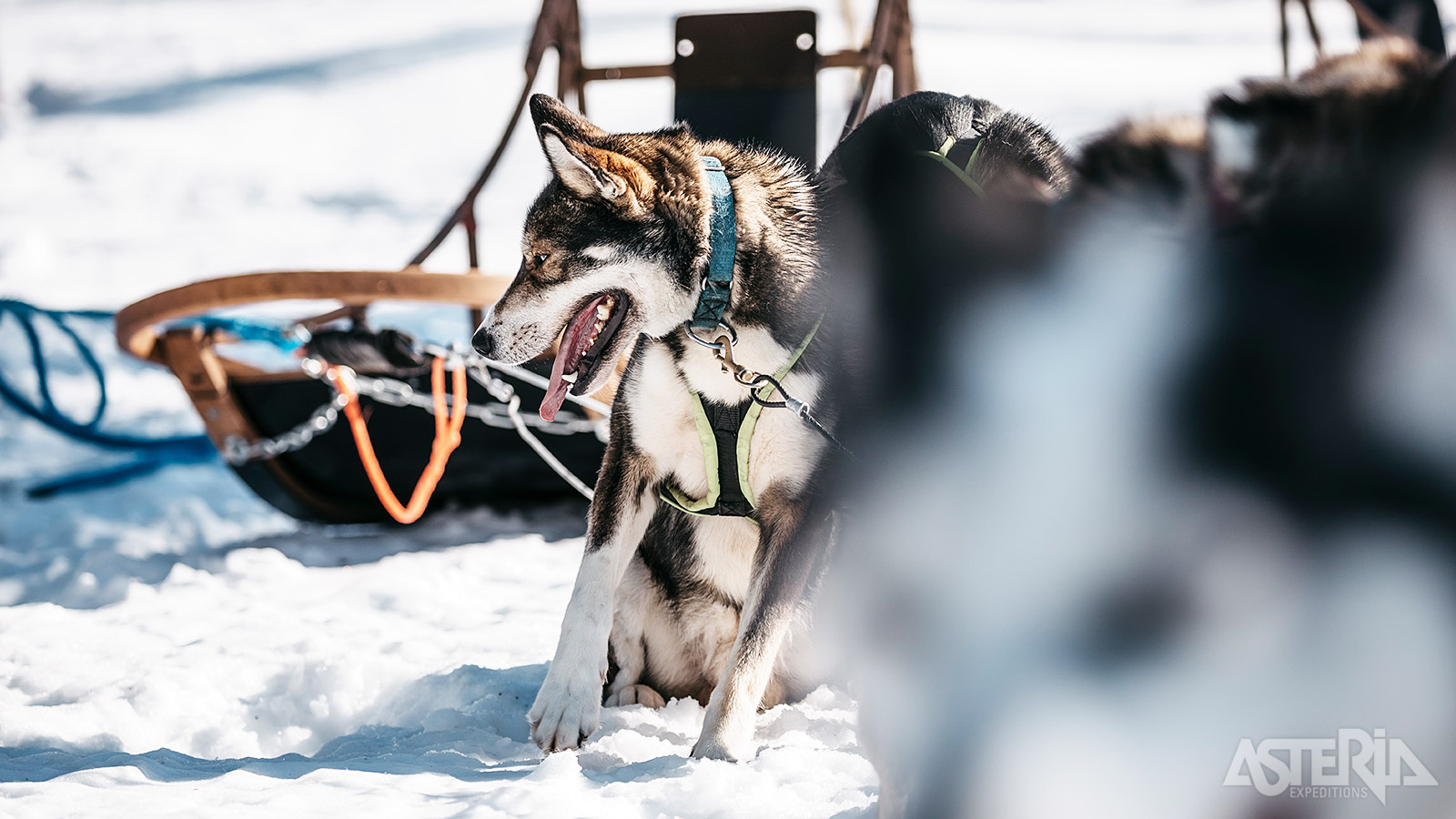Elke slede wordt getrokken door een team van 4 tot 6 husky’s