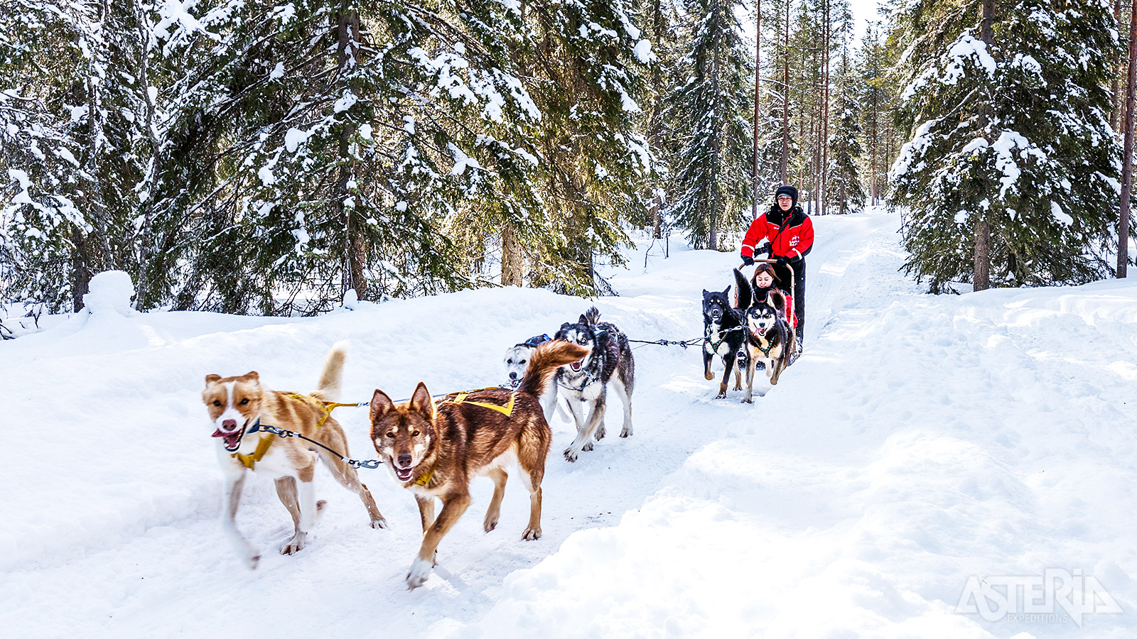 Na korte instructies van de huskyherder vertrek je met 2 personen per slede, getrokken door een 6-tal honden