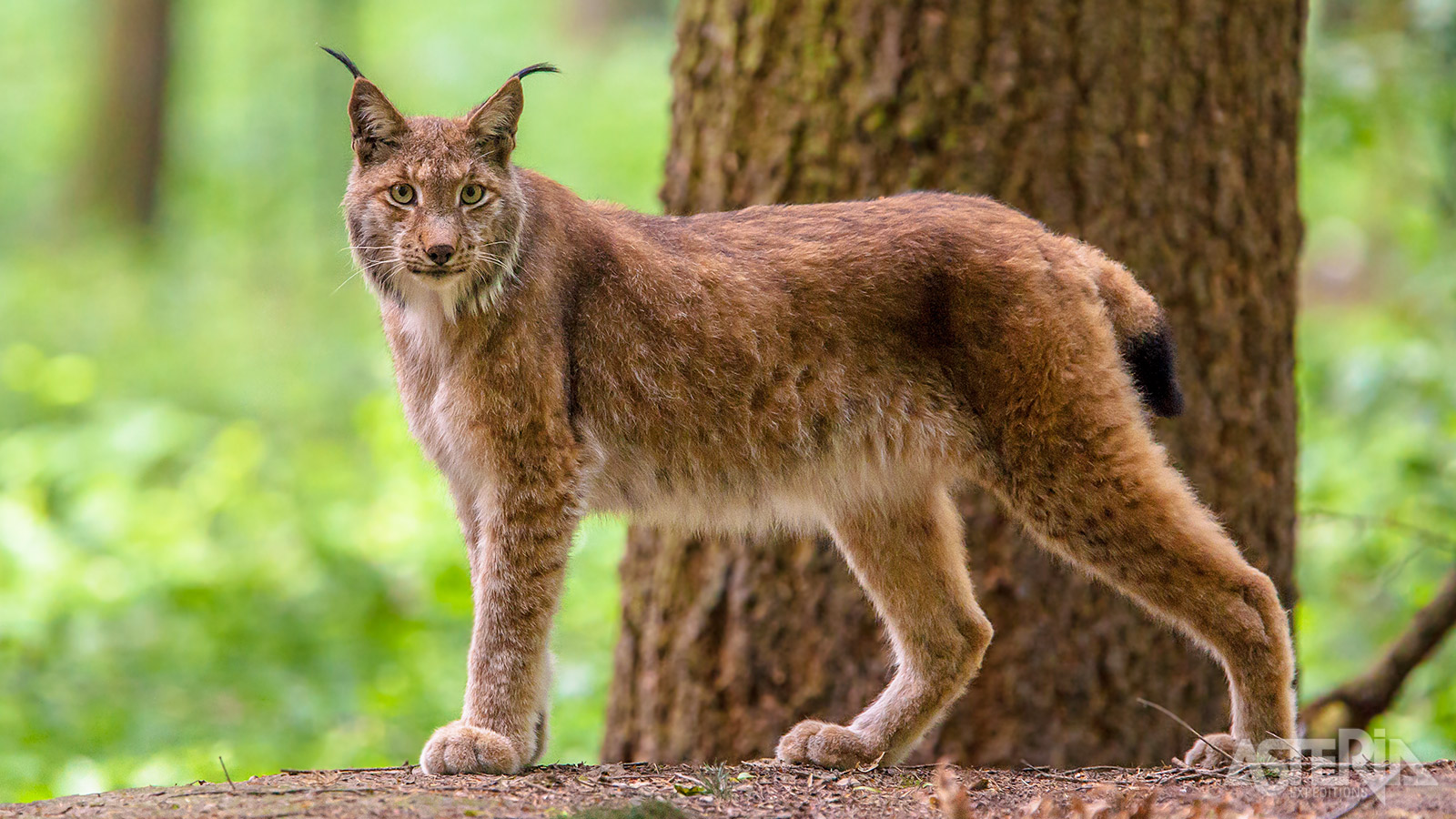 In het Ranua Wildlife Park zie je dieren die in Lapland leven maar die je zelden of nooit ziet