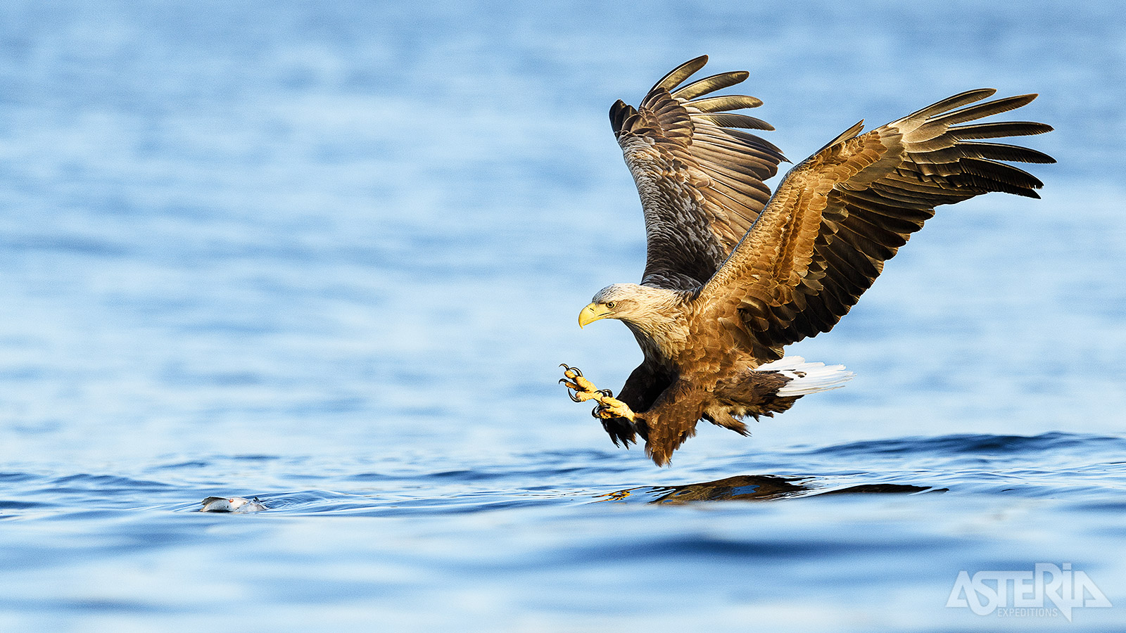 Tijdens een arendsafari zie je hoe Europese zeearenden tijdens een vlucht hun vis uit het water grijpen