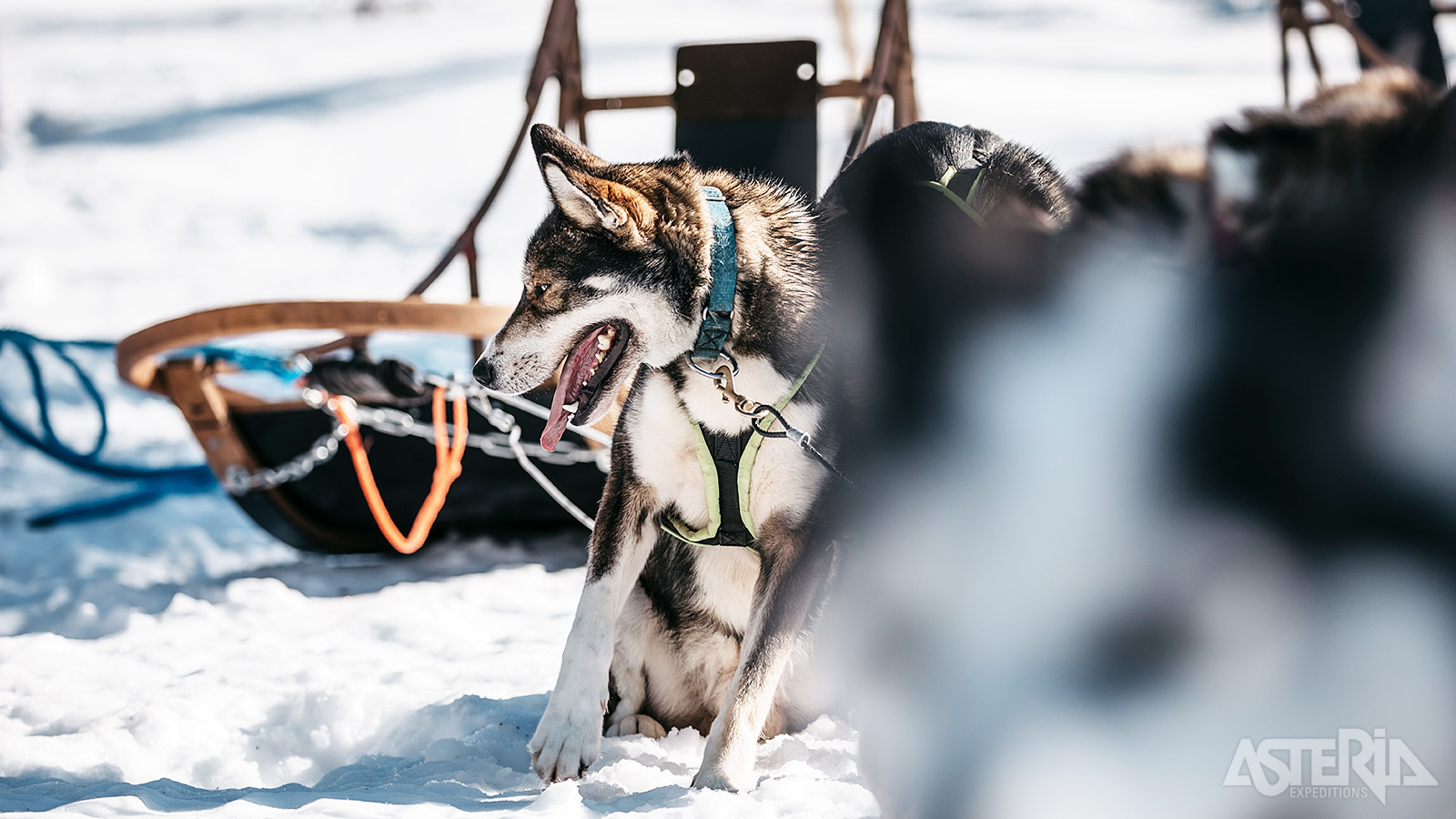 Na een transfer naar de huskyboerderij word je enthousiaste begroet door de huilende honden