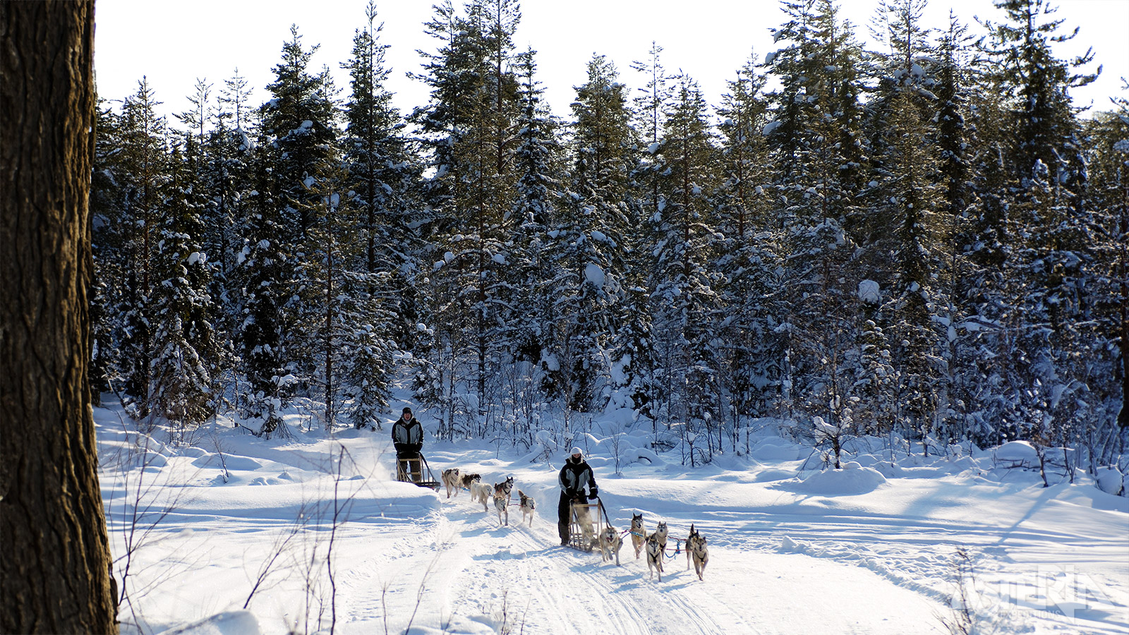 Een huskytocht combineert avontuur, natuur en traditie en is een aanrader voor wie het echte Laplandgevoel wil ervaren