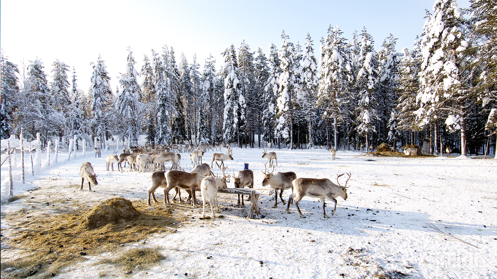 Een bezoek aan de rendierboerderij laat je kennismaken met het traditionele leven van de Sámi en hun rendieren