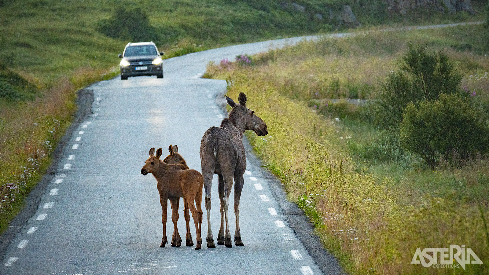 Tijdens deze fly&drive is de kans groot dat je rendieren of elanden op de weg tegenkomt