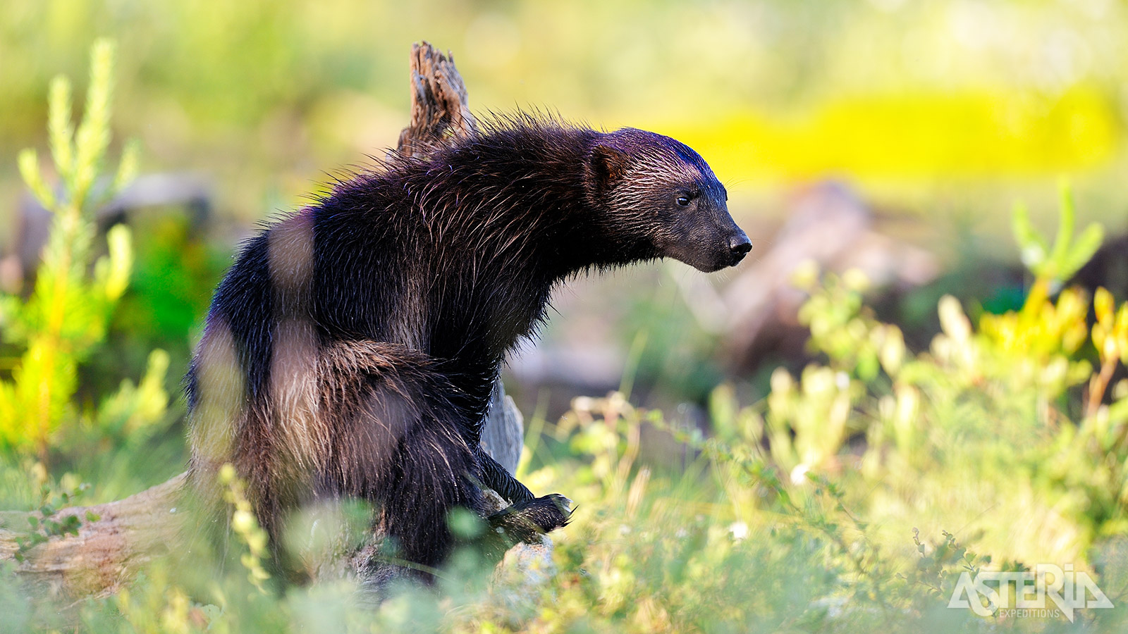 In het Ranua Wildlife Park kan je de verschillende dieren zien die leven in het Hoge Noorden