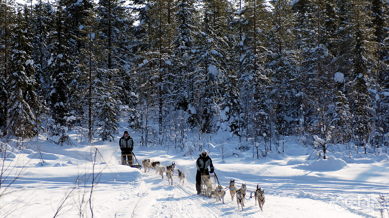 Trek de ongerepte Finse natuur in met een huskyslede getrokken door je eigen team van husky’s