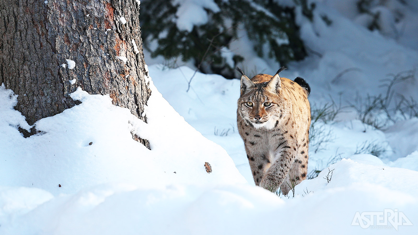 Lynxen zijn goed bestand tegen de sneeuw en koude temperaturen door hun dikke wintervacht en haarkussens onderaan hun poten
