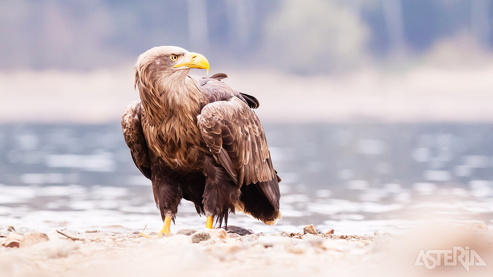 Maak kennis met de Europese zeearend tijdens een vogelsafari
