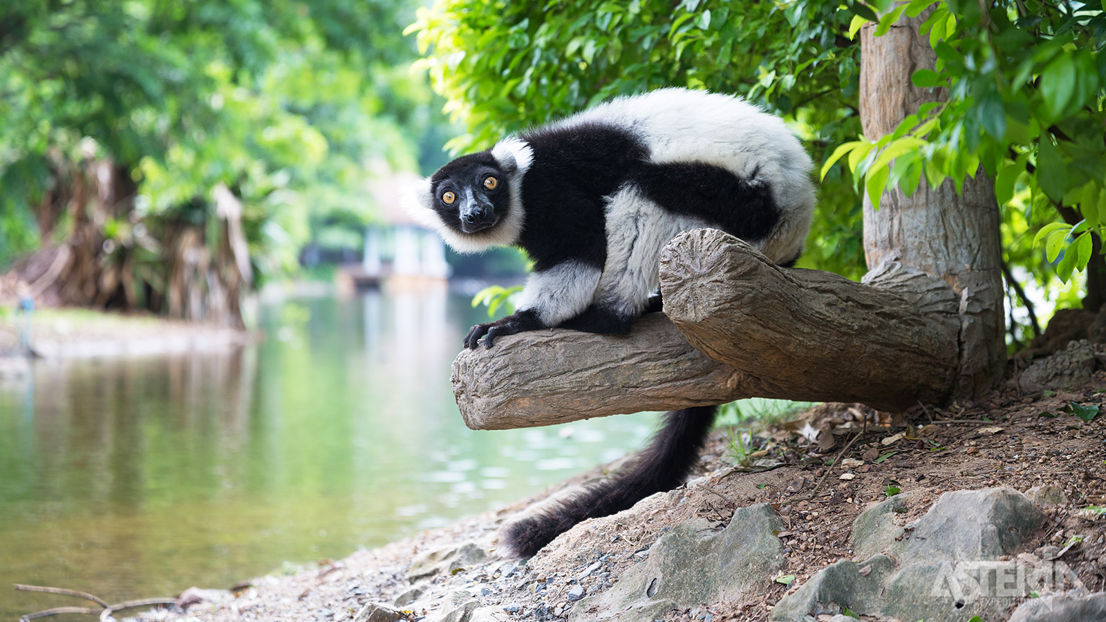 Het Andasibe Nationaal Park staat voornamelijk bekend om de Indri Indri Lemuur, met een vacht als een panda