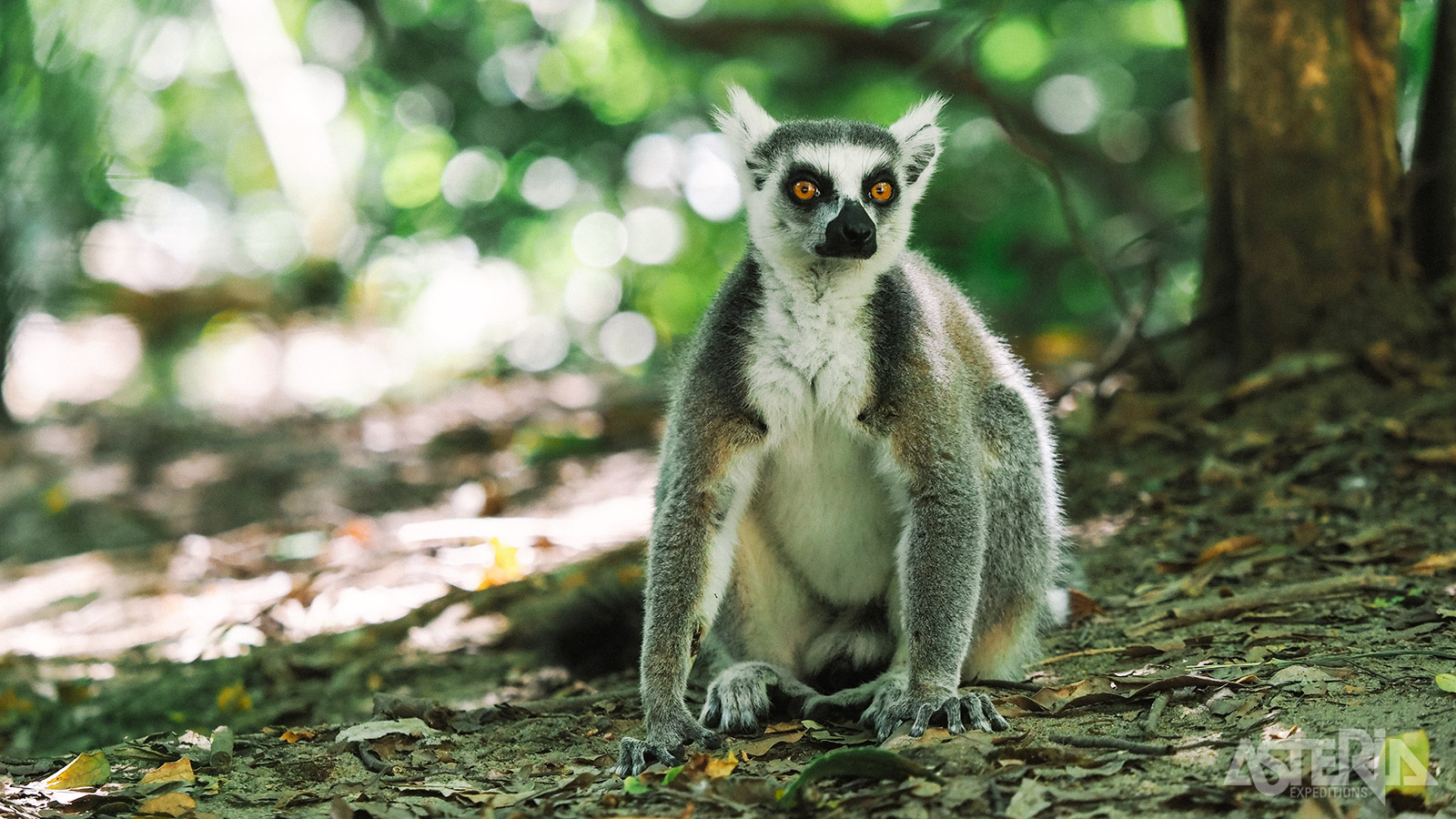 In het Ranomafana National Park vind je in totaal twaalf verschillende soorten maki’s