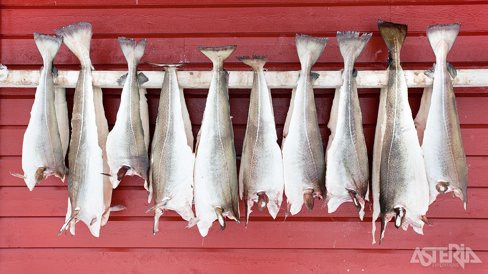 In de vissersdorpjes op de Lofoten zie je overal hoge houten rekken staan waaraan skrei hangt te drogen