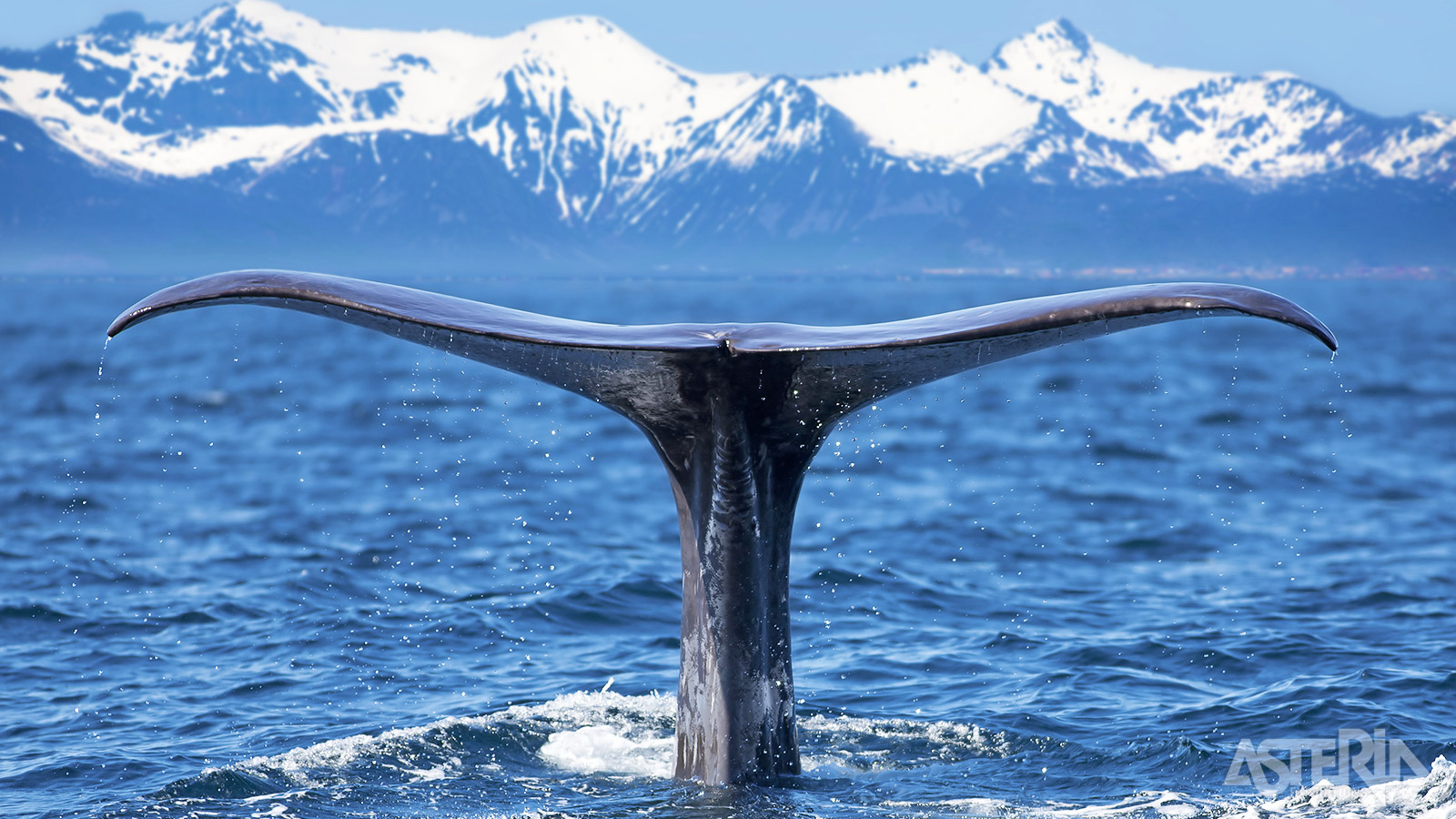 Ontdek indrukwekkende walvissen die in de winter de wateren van de Lofoten bezoeken