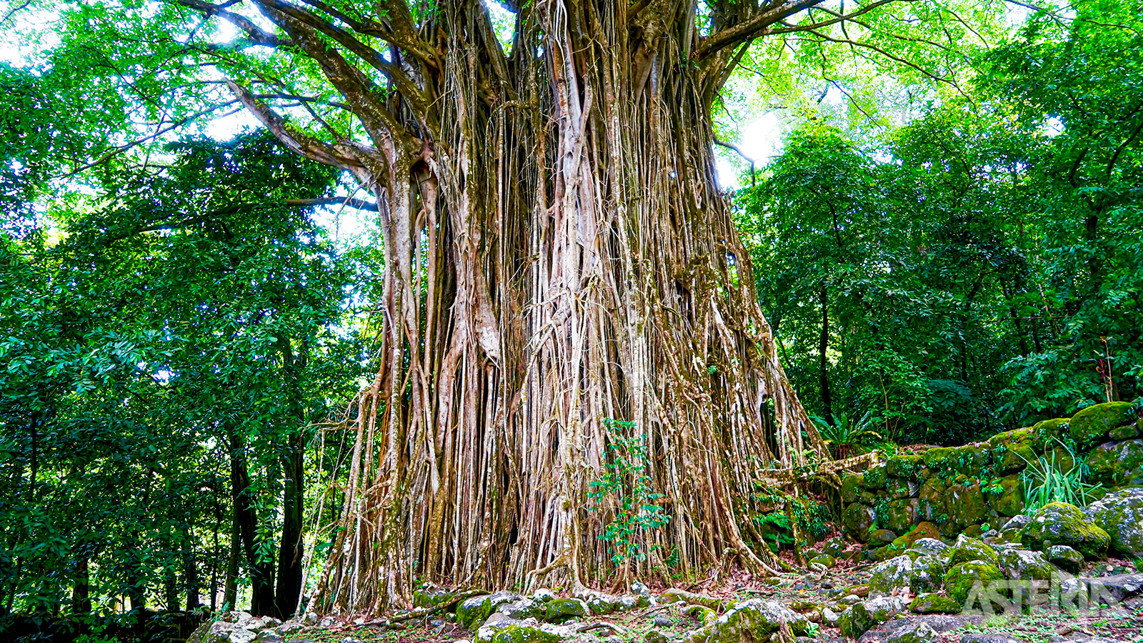 Ontdek een unieke natuur zoals deze banyanboom op Nuku Hiva