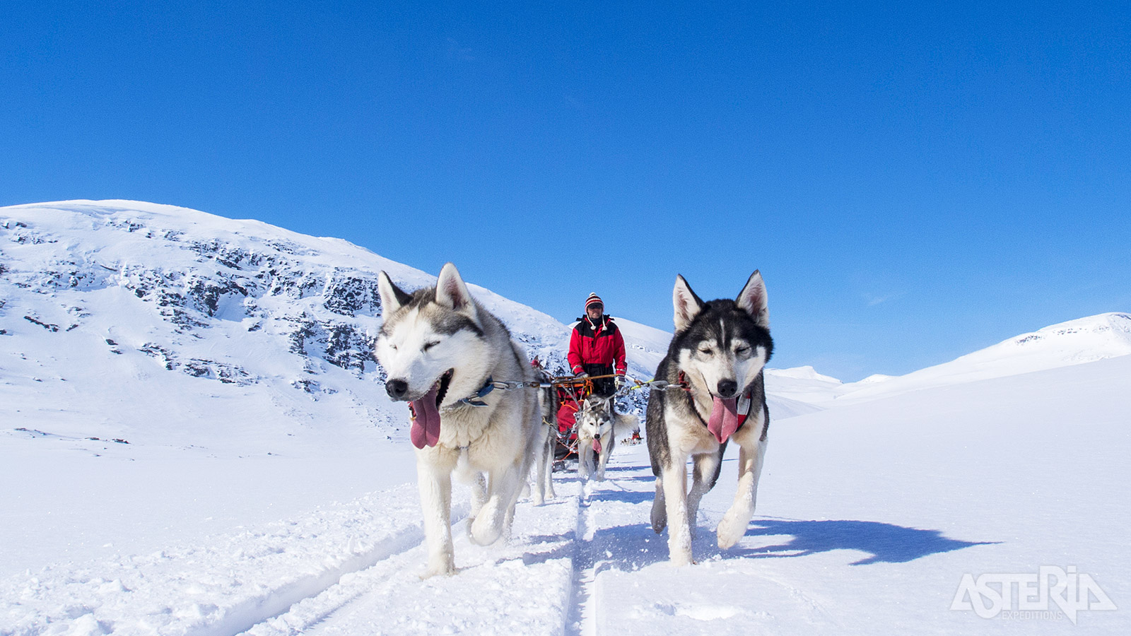 Iedere deelnemer bestuurt z’n eigen huskyslede met een team van 4 honden