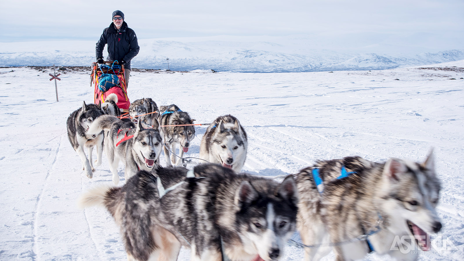 De harmonie, de stilte en de kracht van de husky’s leiden je door het magische winterlandschap