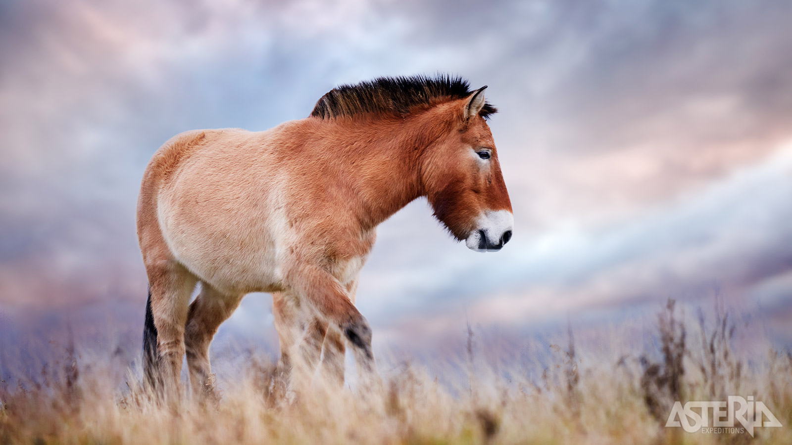 Het Hustai National Park in Mongolië is de thuisbasis van de Przewalski, ’s werelds laatste echte wilde paarden