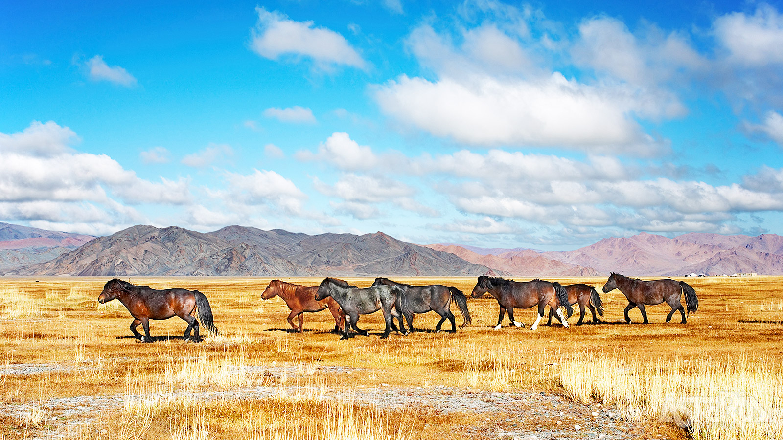 Hustai National Park in Mongolië is de thuisbasis van de Przewalski, ’s werelds laatste echte wilde paarden