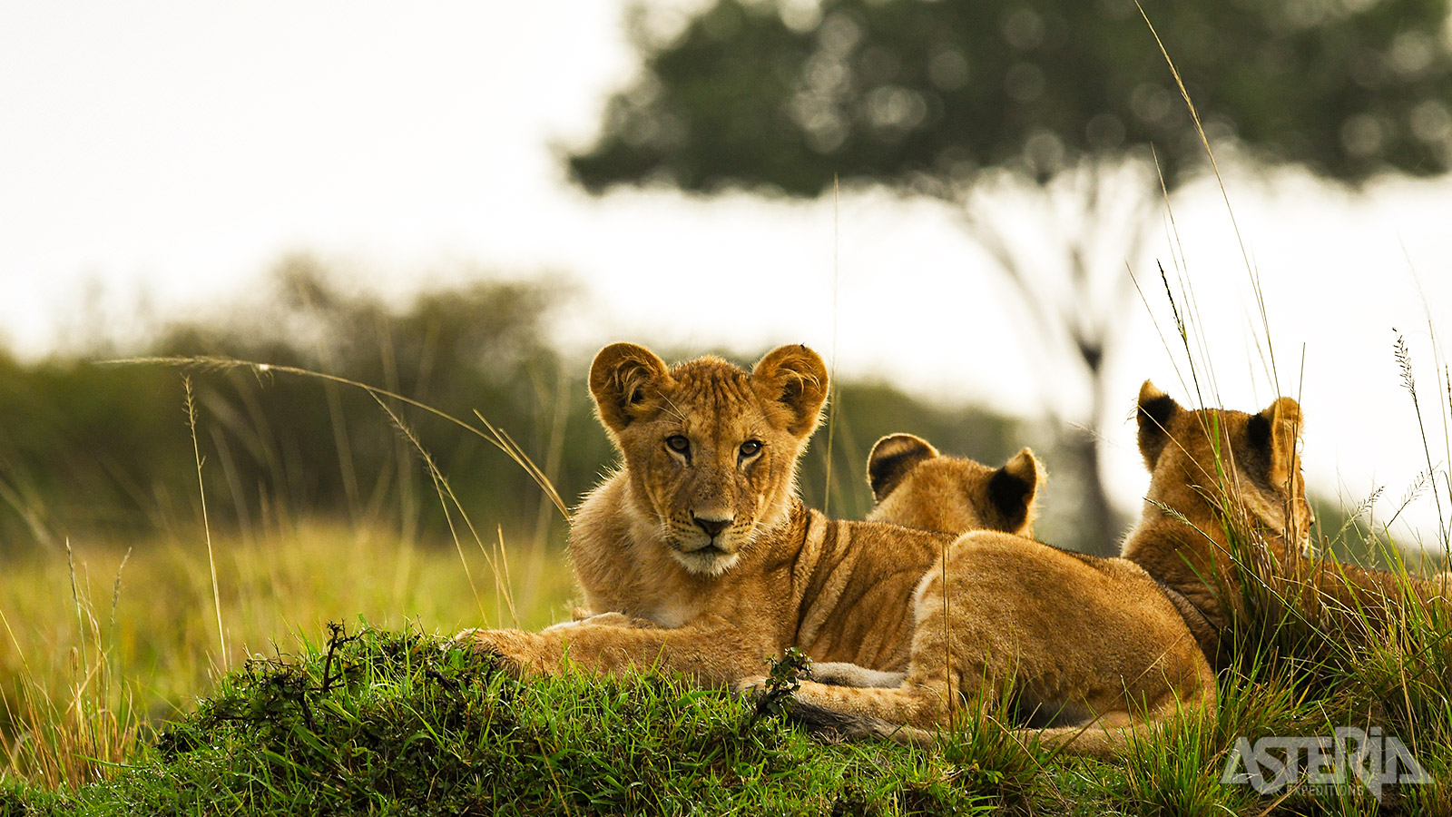 Van alle particuliere wildparken grenzend aan het Kruger Park, biedt Sabi Sand het meeste spectaculaire dierenleven