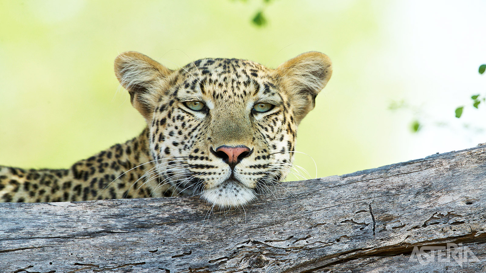 Timbavati is een ’Big Five’ Game Reserve waar je leeuwen, luipaarden, neushoorns, olifantenen en buffels
