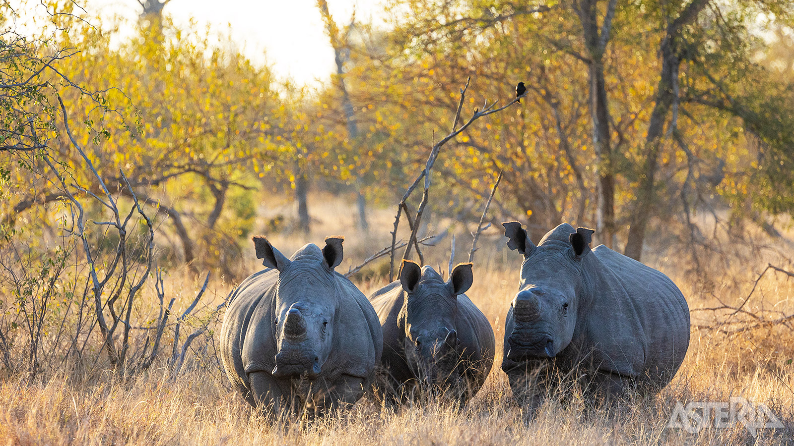 In het Timbavati Private Game Reserve is de kans groter om neushoorn te zien dan in het Kruger Nationaal Park