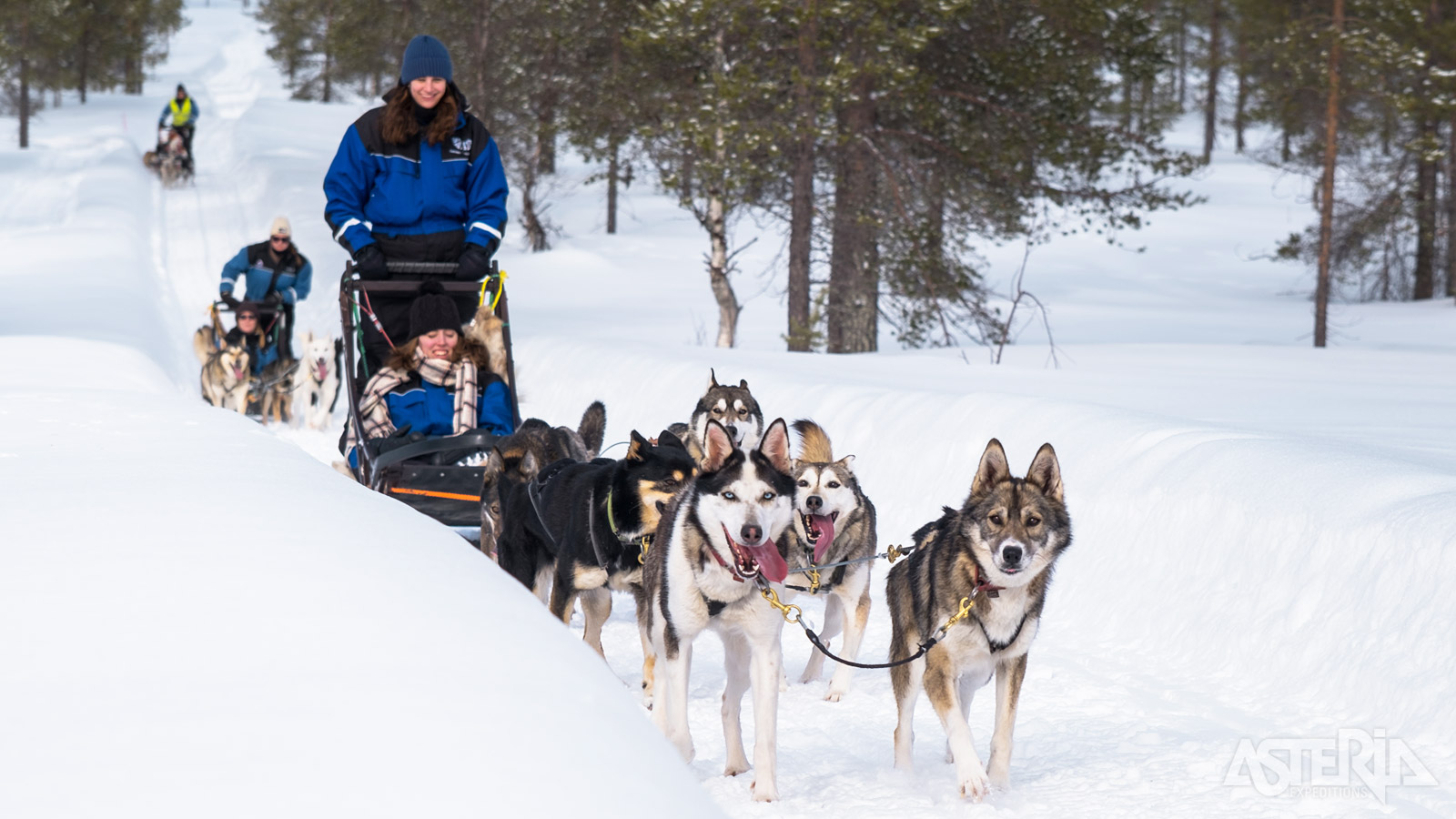Op safari met husky’s, een absolute must-do bij een bezoek aan Lapland