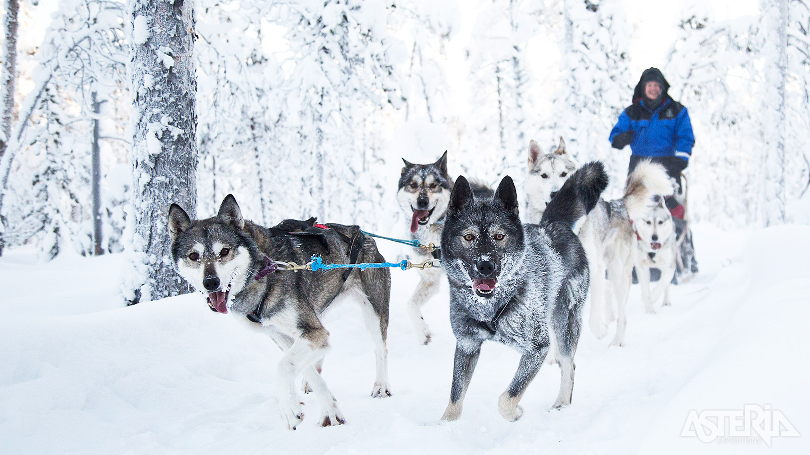 Op safari met husky’s, een absolute must-do bij een bezoek aan Lapland