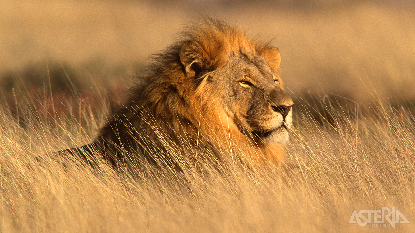 Het Etosha Nationaal Park is zeker één van de grootste bezienswaardigheden van Namibië