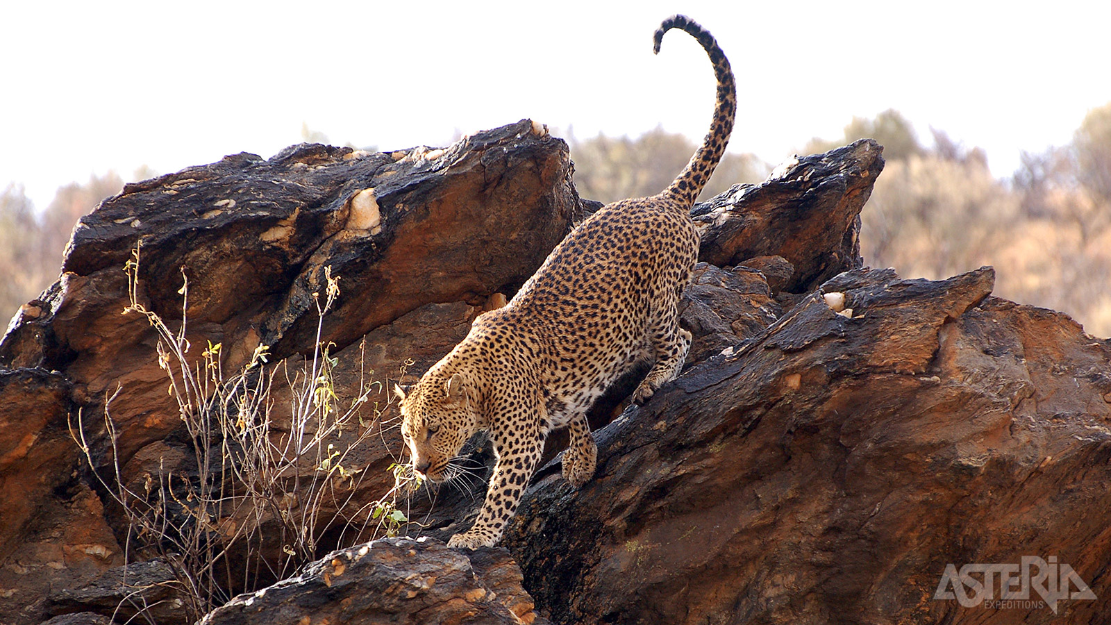 Etosha Nationaal Park is één van de grootste wildreservaten in Afrika en de beste plek in Namibië om wild te spotten