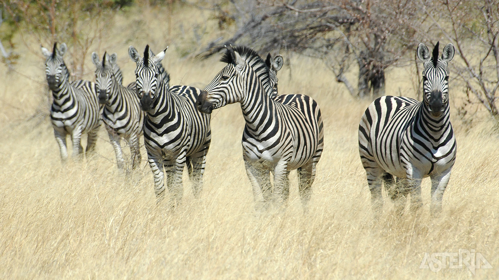 Kuddes olifanten, zebra's, buffels, sabelantilopen en antilopes worden regelmatig waargenomen in het Mahango Game Reserve