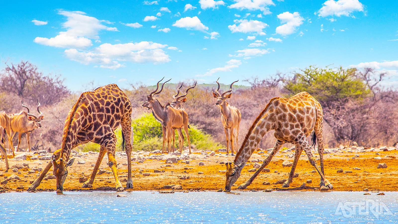 Kenmerkend voor Etosha zijn de grote hoeveelheden wild die je hier kan spotten: olifanten, zebra’s, giraffes, leeuwen, verschillende soorten antilopen...