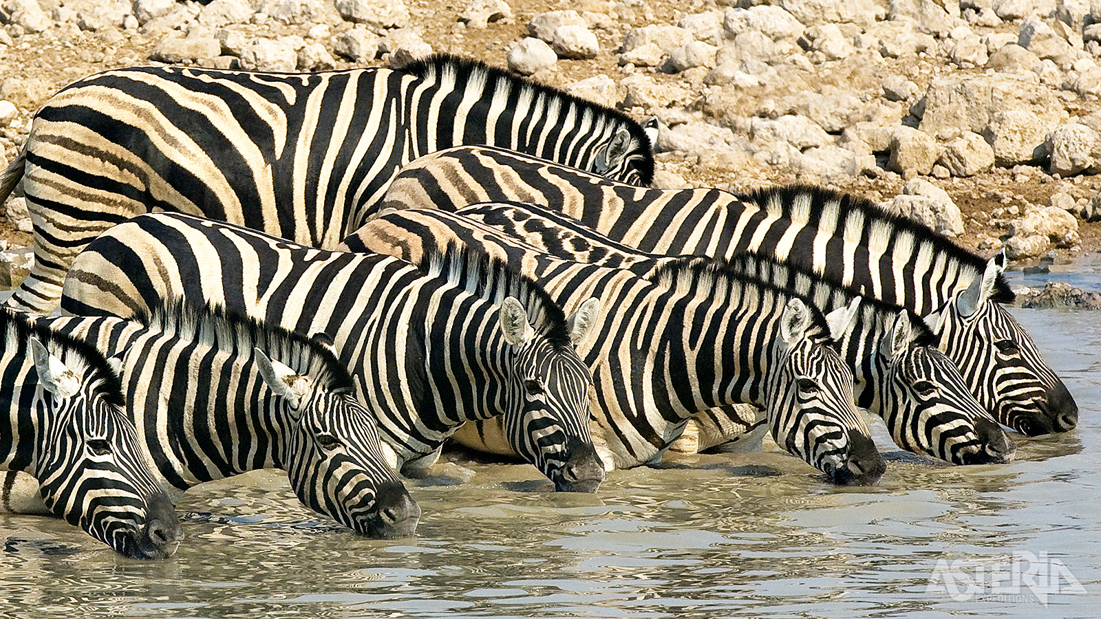 Aan de rand van het park zijn tientallen drinkplaatsen waar regelmatig grote kuddes dieren hun dorst komen lessen