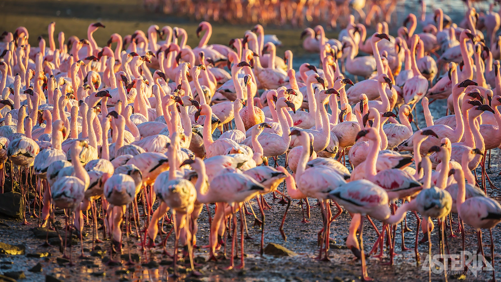 In de lagune bij Walvisbaai leven honderden flamingo’s, naast pelikanen en  talrijke andere watervogels
