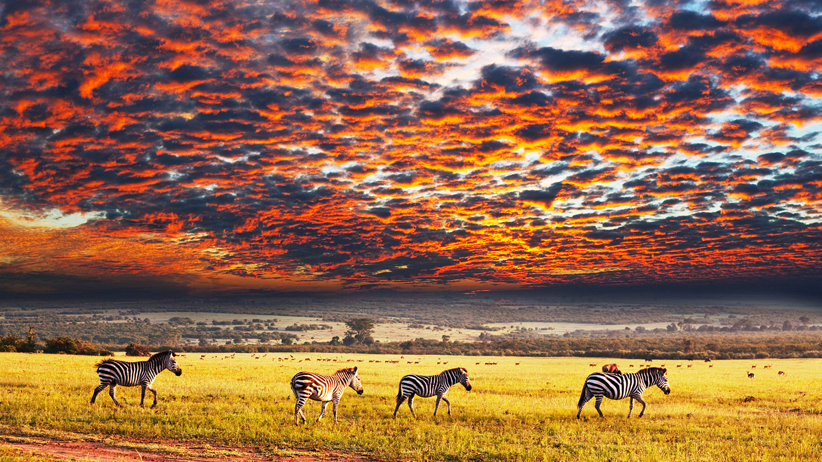 Het Etosha Nationaal Park is één van de grootste natuurparken van zuidelijk Afrika