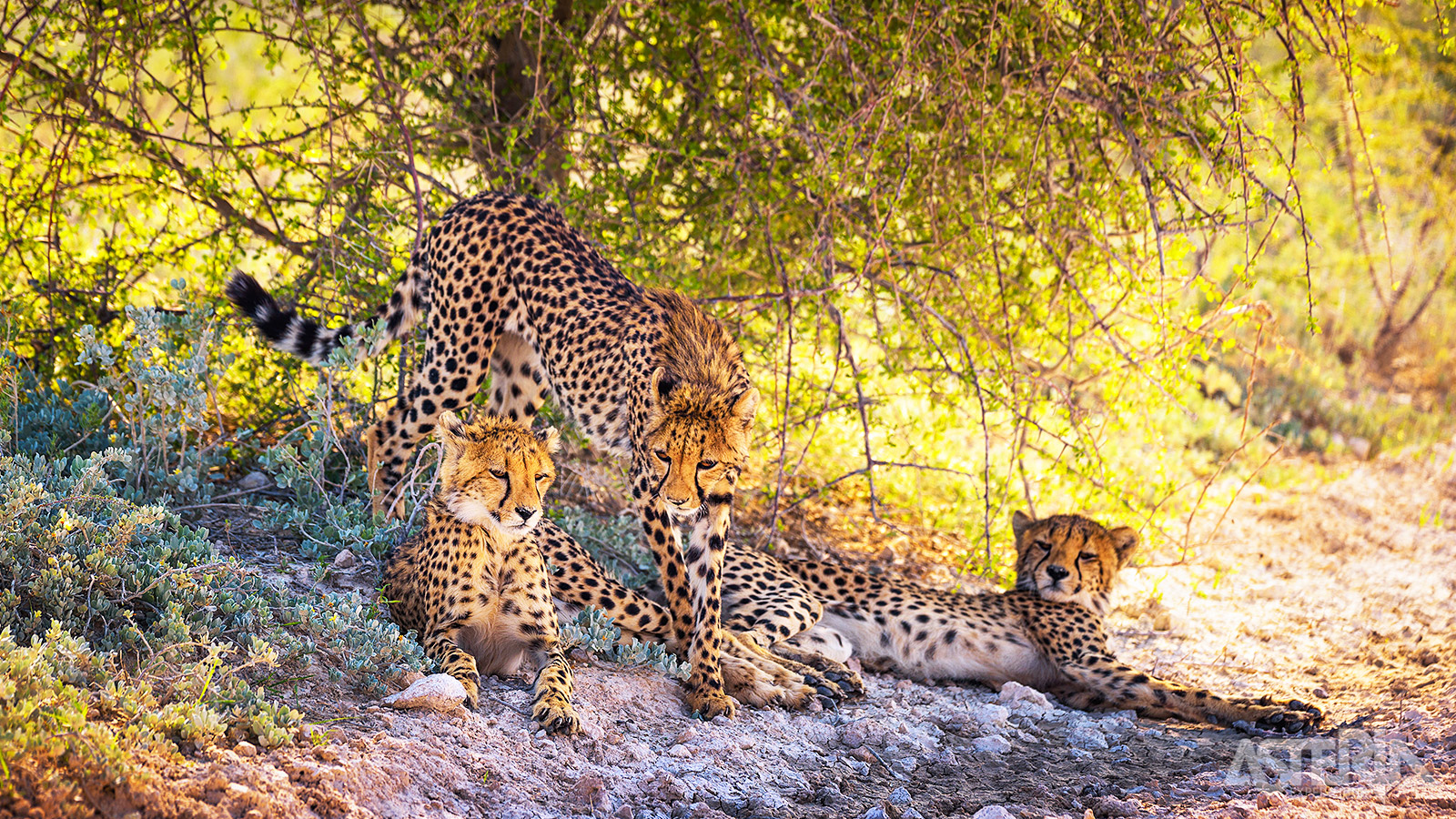 Het landschap ten noorden van Windhoek kent een uitzonderlijke concentratie aan cheetahs