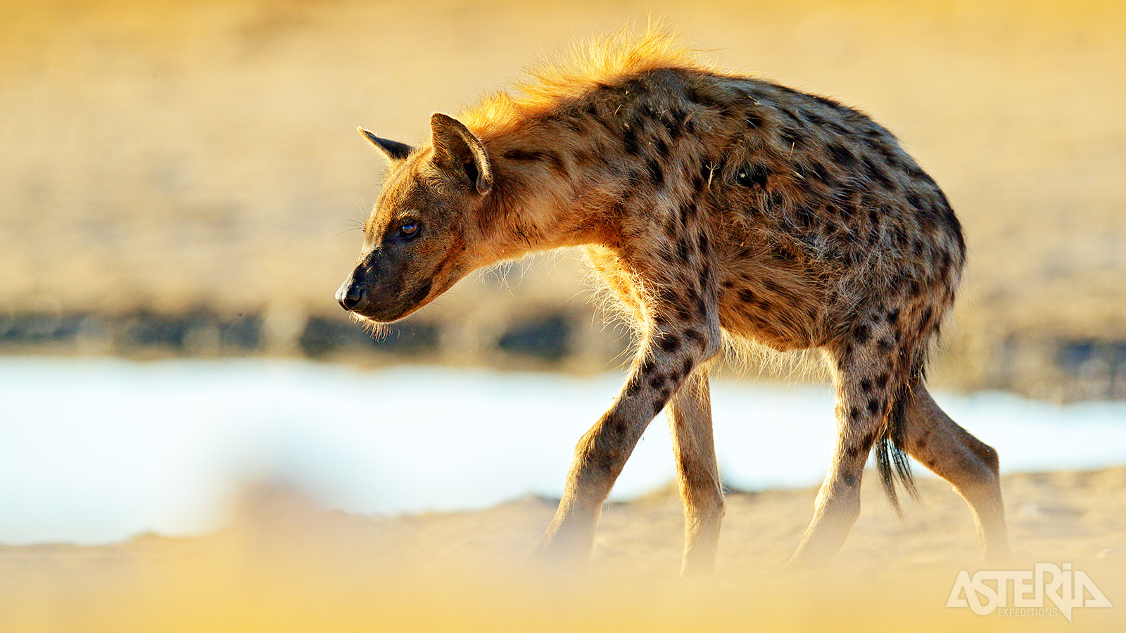 Andere veel geziene dieren in Etosha zijn de zebra, jakhals, hyena, wilde hond, stokstaartje en de grondeekhoorn