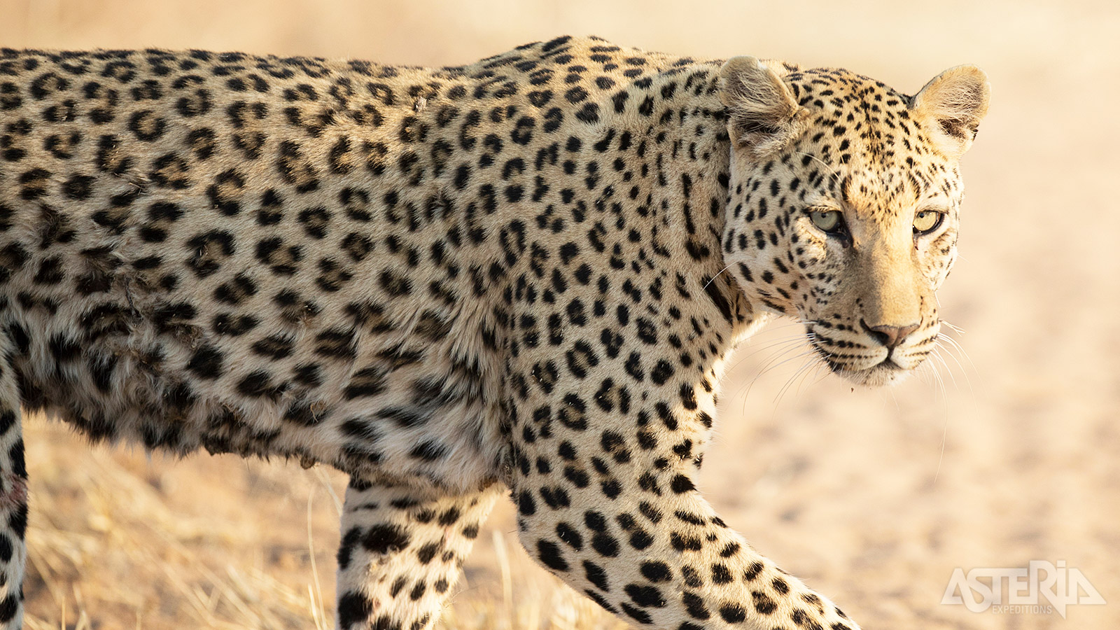 Etosha is het grootste nationaal park van Namibië en één van de bekendste safarispots van zuidelijk Afrika
