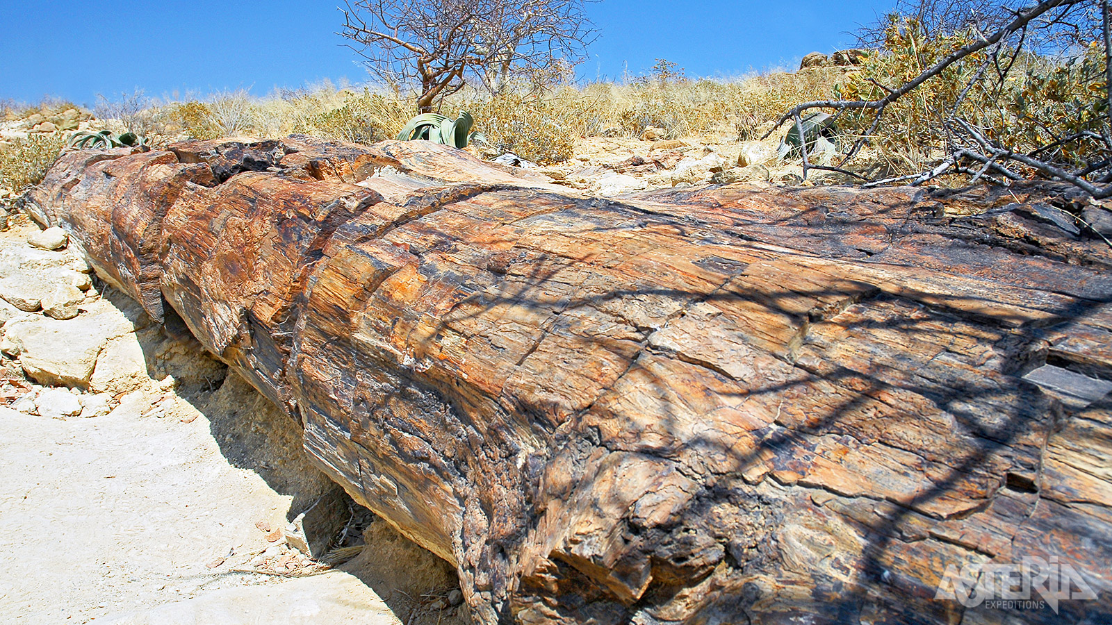 In het Petrified Forest vind je een 50-tal versteende boomstammen - sommige tot 34m lang - die naar schatting 260 miljoen jaar oud zijn